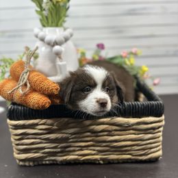 Miniature American Shepherd Puppies from Premiere Minis
