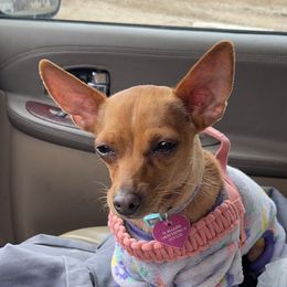 Quinn - Chihuahua