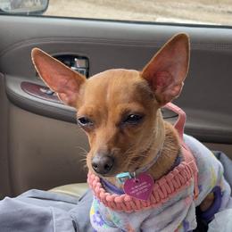 Quinn - Chihuahua