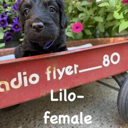 Bernedoodle and Goldendoodle Puppies from Marbel Wood Doodles