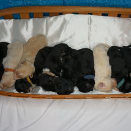 Border Collies, Bordoodles, and Poodles from Hals Pals K9s