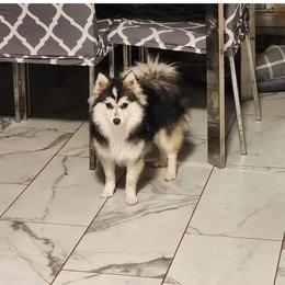 Nai'a - Pomsky