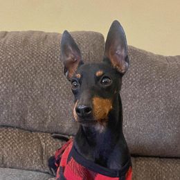 Oakley - Manchester Terrier