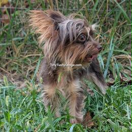 (AKC) Charleigh - Liver female Yorkshire Terrier puppy in Greencastle, Indiana from Tiny Tushy Lodge