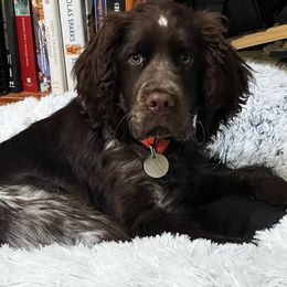 English Springer Spaniel Puppies from Bedell's Riverdog Run