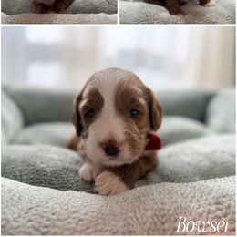 Red Collar Puppy - Red male Australian Labradoodle puppy in Summerfield, North Carolina from Four Oaks Labradoodles