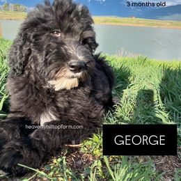 GEORGE - Black and white Sheepadoodle puppy in Charlo, Montana from Heavenly Hilltop Farm