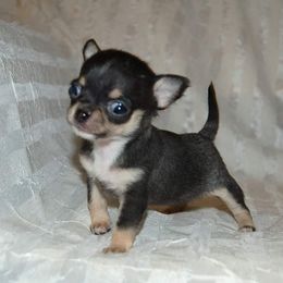 Chihuahua Puppies from Lucky Star Chihuahuas