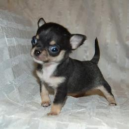 Chihuahua Puppies from Lucky Star Chihuahuas