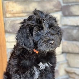 Portuguese Water Dog Puppies from Yellowstone Porties