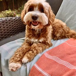 Tucker - Labradoodle
