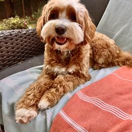 Tucker - Labradoodle