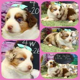MerSadies - Red merle female Toy Australian Shepherd puppy in Levelland, Texas from Once Upon a Time Aussies