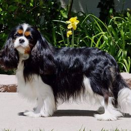 Cavalier King Charles Spaniels from Cambryce Cavaliers