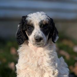 Winry - Parti female Poodle puppy in Salem Township, Maine from Moirae Poodles