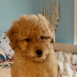 Susan - Apricot female Goldendoodle puppy in Pensacola, Florida from Goldendoodles Love You in Pensacola Friend Edition