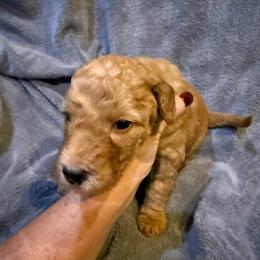 W25 Female Lime Collar - Red  female Goldendoodle puppy in Cape Coral, Florida from GoldenDoodles Cape Coral