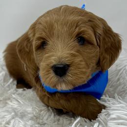 Blue Female - Apricot female Goldendoodle puppy in Great Falls, Montana from Montana Goldendoodles