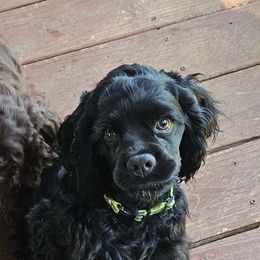 Jimmy Choo - Black Cocker Spaniel puppy in Oroville, California from Cocker Paradise