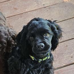 Jimmy Choo - Black Cocker Spaniel puppy in Oroville, California from Cocker Paradise
