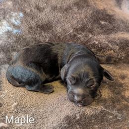Maple - Brown female Cockapoo puppy in Sunset, Louisiana from Cano Cockapoos