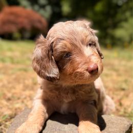 Nacho - Red merle male Aussiedoodle puppy in Mulino, Oregon from Korbella Farm