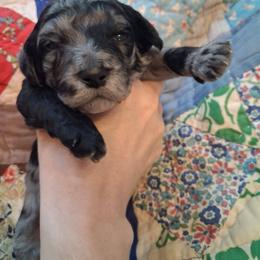 Aussiedoodles and Double Doodles from Kingwood Doodles