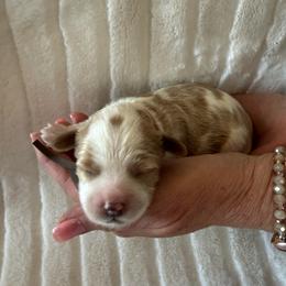 Freddie - Blenheim male Cavapoo puppy in South Jordan, Utah from Simply Sweet Paws. LLC