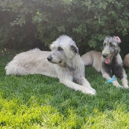 Irish Wolfhounds from Paramount