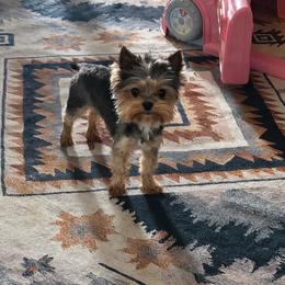 Yorkshire Terrier puppies from Bristy’s Pampered Pups