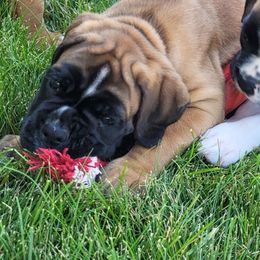 Boy 1 - Fawn male Boxer puppy in Cheney, Washington from Royal Dream Boxers