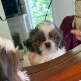 Slate - Black white and silver male Shih Tzu puppy in Covington, Georgia from Top Hats 2  Shih Tzu’s