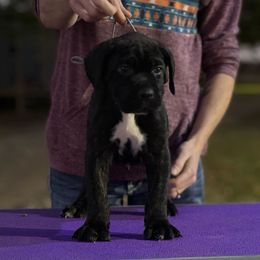 Silver - Black brindle male Cane Corso puppy in Paris, Texas from Knucklehead Cane Corso
