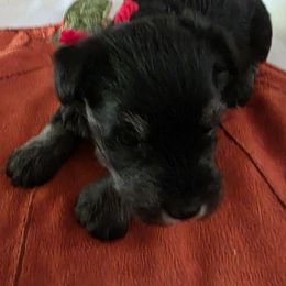 Girl 1 - Black and silver female Miniature Schnauzer puppy in Fresno, California from Findell Kennel, LLC
