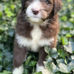 Bordoodle Puppies from Borders of Eby Eden