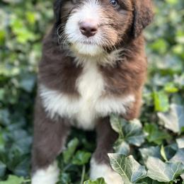 Bordoodle Puppies from Borders of Eby Eden