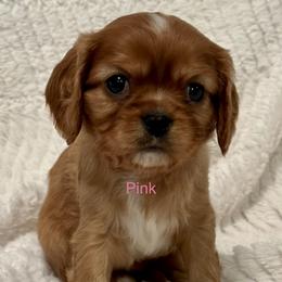 Cavalier King Charles Spaniel Puppies from Rhonda Davis