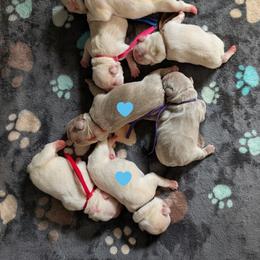 Black Collar Boy - Cream male French Bulldog puppy in Melba, Idaho from Frost's Frenchie's