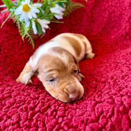 Male 1 - Piebald male Dachshund puppy in Smoot, West Virginia from AMC Dachshunds