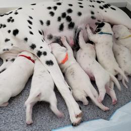 Dalmatian Puppies from Symphony Dalmatians