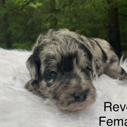 Revel - Merle female Goldendoodle puppy in New Ringgold, Pennsylvania from Hawk Mountain Doodles