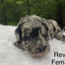 Revel - Merle female Goldendoodle puppy in New Ringgold, Pennsylvania from Hawk Mountain Doodles