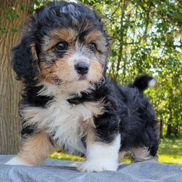 Companion Crosses from Cavacute Puppies