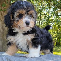 Companion Crosses from Cavacute Puppies