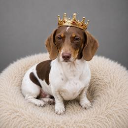Baron  Bear - Dachshund
