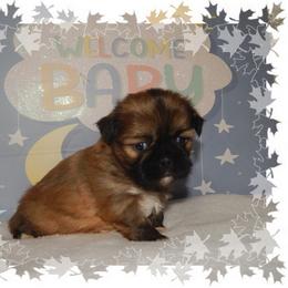 Snuggles - Brindle and white male Shih Tzu puppy in Lawrenceburg, Tn, Tennessee from Shedd's Shih Tzus