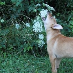 Carolina Dog Puppies from Williams Sweet Carolina