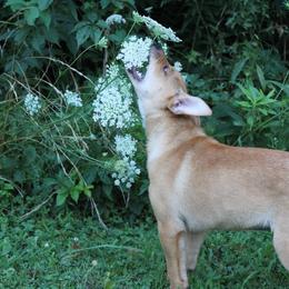 Carolina Dog Puppies from Williams Sweet Carolina