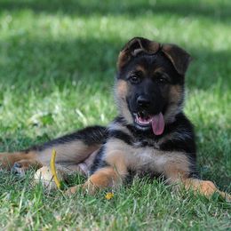 German Shepherd Puppies from Alta-Tollhaus German Shepherds