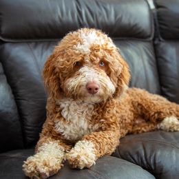 Assorted Doodle Crosses, Aussiedoodles, Golden Aussiedoodles, Goldendoodles, and Sheepadoodles from Goldendoodledoo Farms
